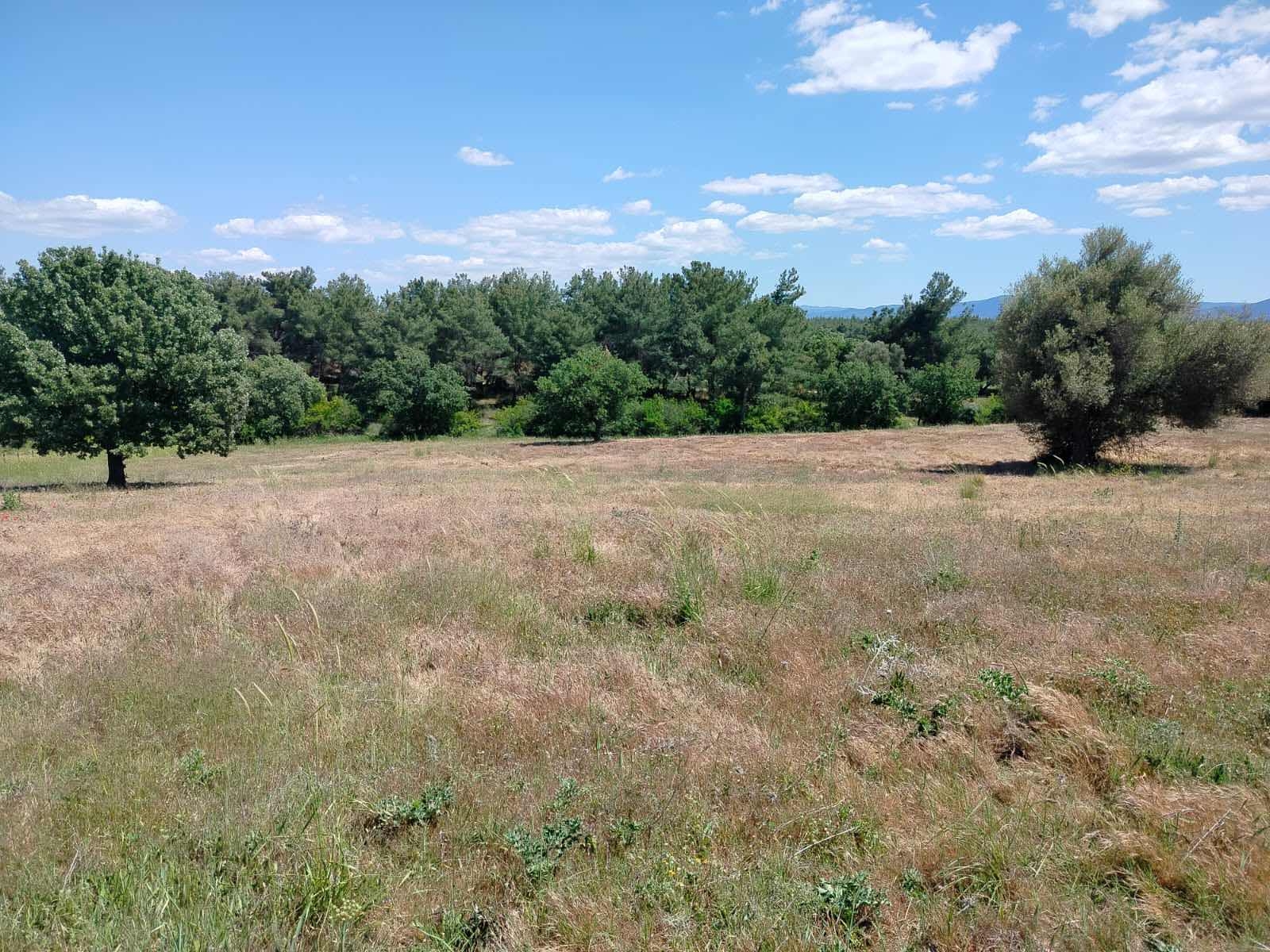 Çanakkale Bayramiç zeytinli köyü 7737 metre² tarla