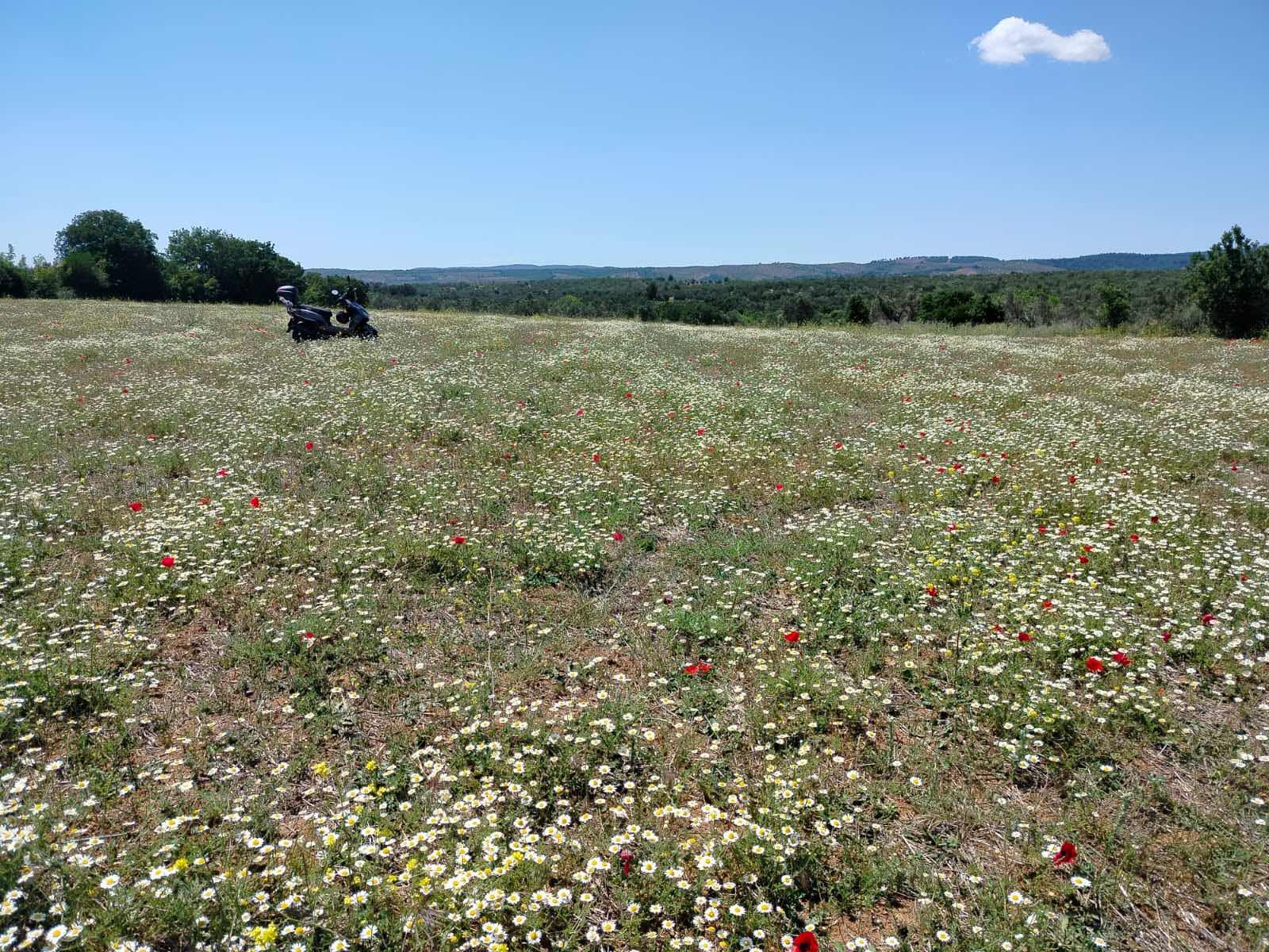 Çanakkale Bayramiç zeytinli köyü 7737 metre² tarla