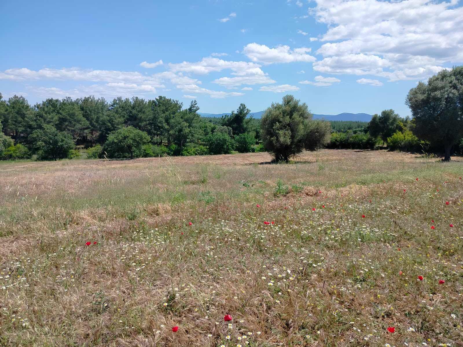 Çanakkale Bayramiç zeytinli köyü 7737 metre² tarla