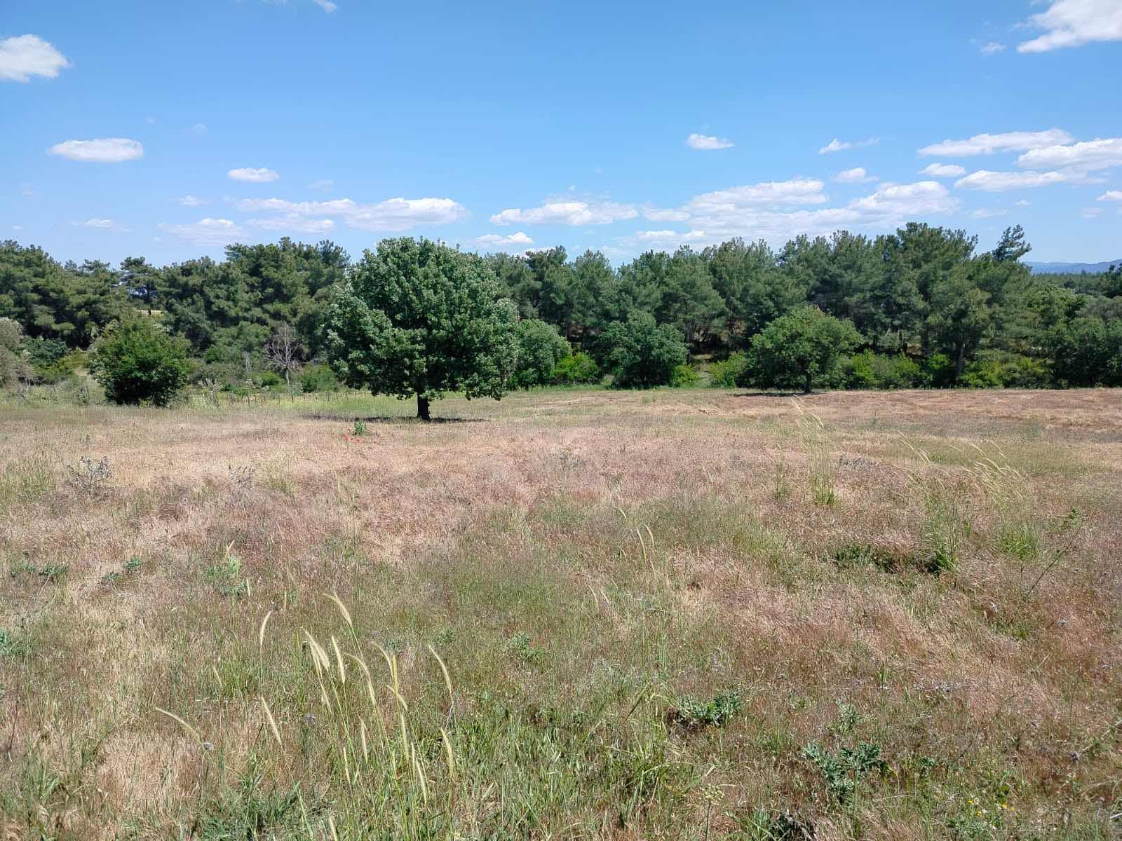 Çanakkale Bayramiç zeytinli köyü 7737 metre² tarla